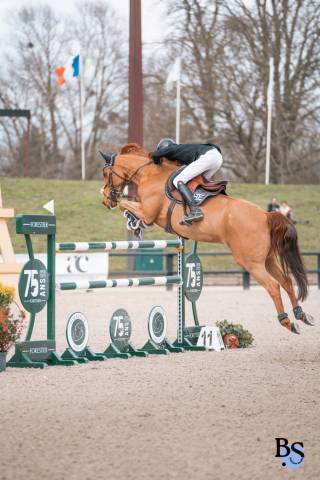 Cheval 8ans ideal junior, classé 1m45
