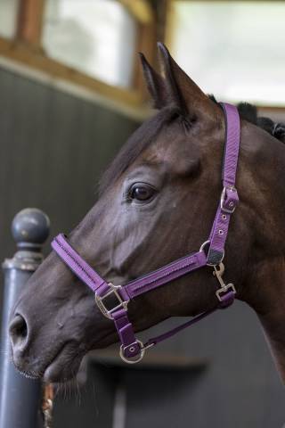 Licol + longe Amour - Harcour - Réglable et durable