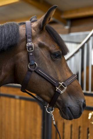 Licol + longe Amour - Harcour - Réglable et durable