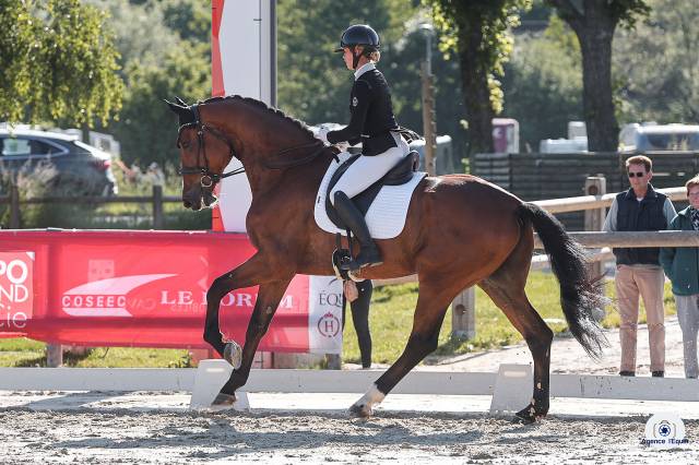 Exceptionnel hongre dressage