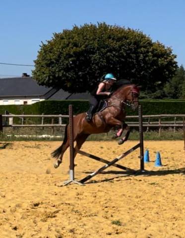 Jolie jument poney français de selle, 7 ans