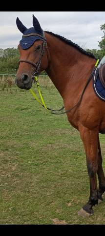Jolie jument poney français de selle, 7 ans