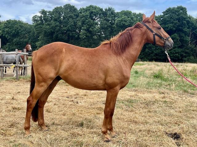 Hongre sf 3 ans 1.67 petit fils d'untouchable