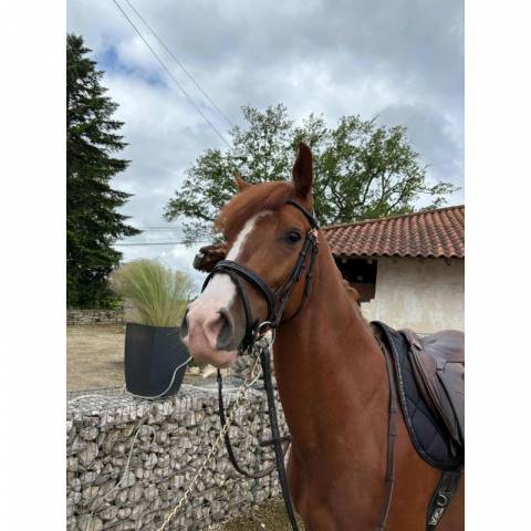 Rênes Disco insert noir - Ju & Pa - Galon paillettes