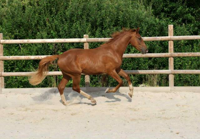 Hongre 2 ans vidar x cecotto’s as