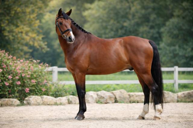 Hongre - 8 ans - psg soliman de hus x florestan