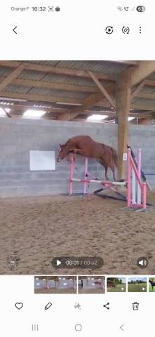 Magnifique pouliche 2 ans