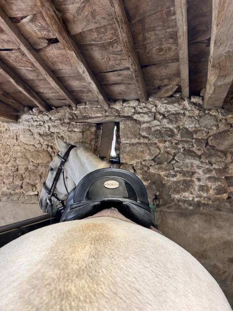 Selle de dressage Ikonic - « Evolution » 2025