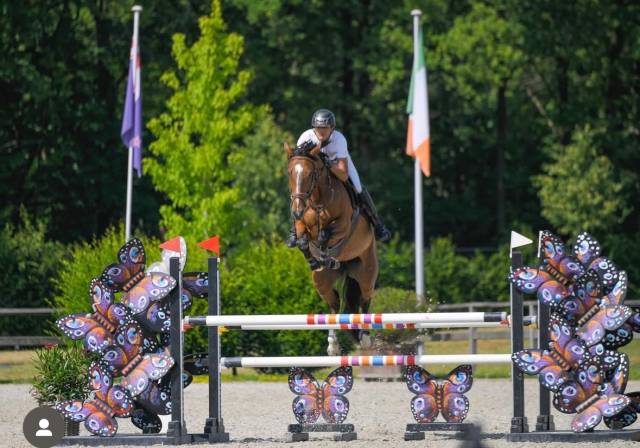 Recherche apprenti cs groom/cs jeune chevaux