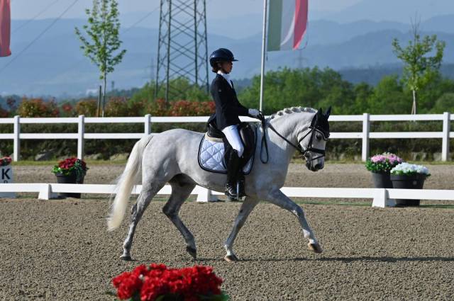 Hongre pfs poney français de selle a vendre 2008 gris par minotauros