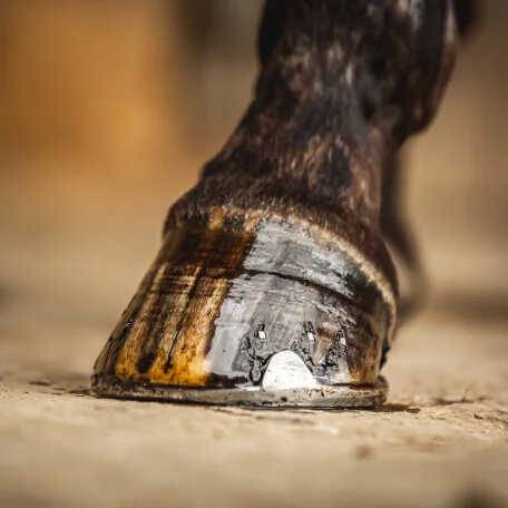 Huile pour sabot Arbre à thé - Carr & Day & Martin - Protection et brillance