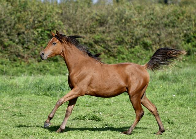 Hongre arabe 2 ans en 2026