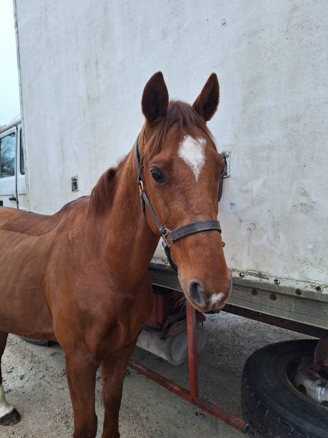 Trotteur 11 ans