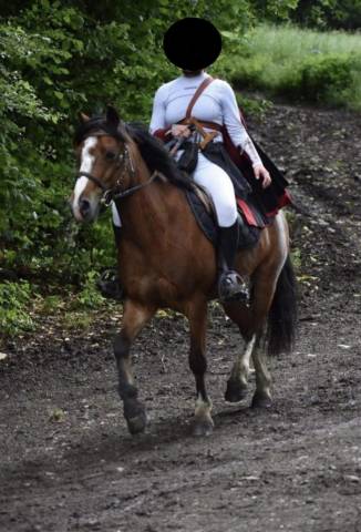 Trois poneys à vendre