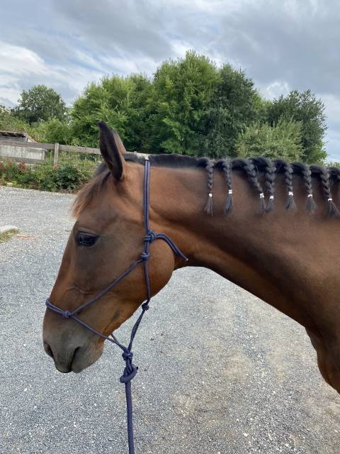 Trotteur à vendre de 4 ans