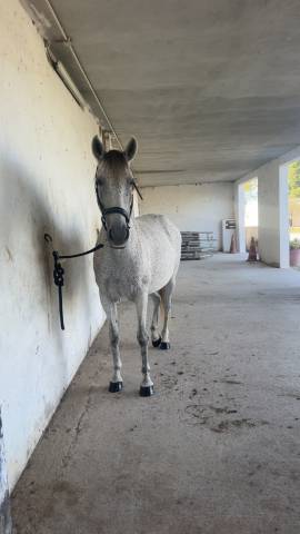 Demi-pension pour pour niroa - 30 gard