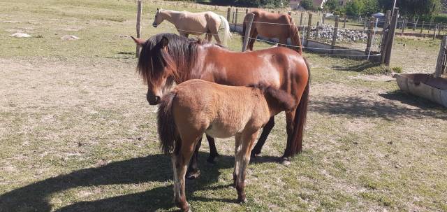 Poulain dartmoor plein papier