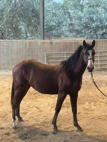 Pouliche paint horse aux origines prestigieuses