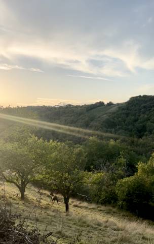 Pension pré petit prix 20mn de lyon