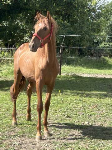 Poulain 2024 pure race espagnole  17 mois