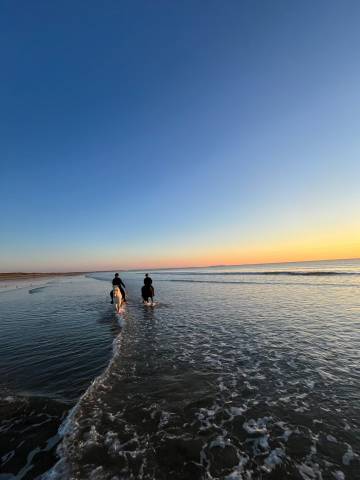 Offre d'emploi moniteur/trice d'équitation