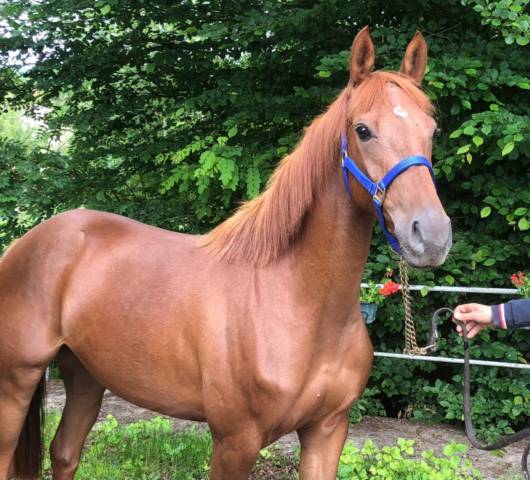 Jument ps arabe 3 ans