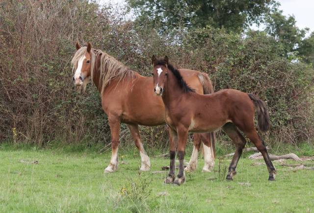 Superbe pouliche welsh cob baie 2025