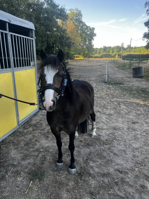 Poney welsh moutain pony