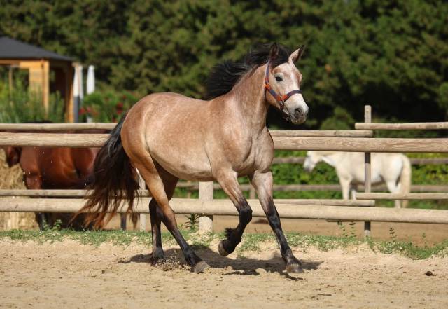 Pouliche 2 ans prend 3 en 2026