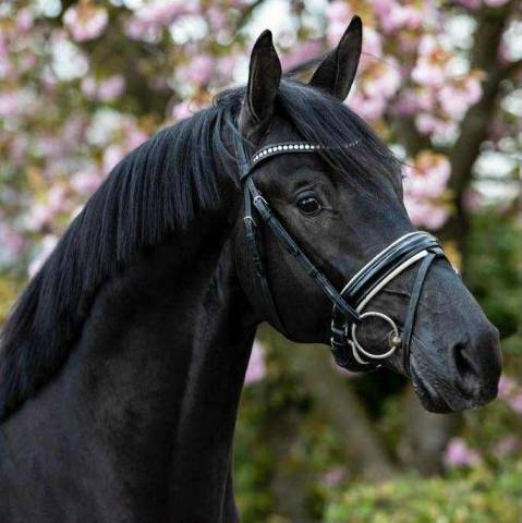 Hongre 7 ans par governor par totilas x apache