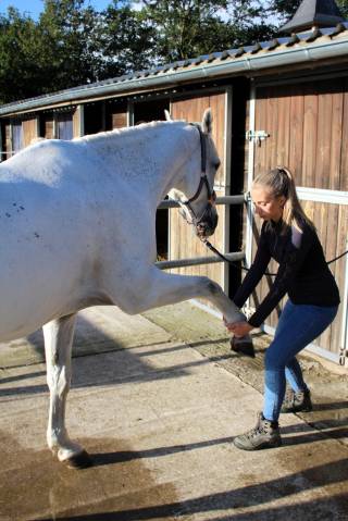 Massage équin et bien-être lorraine et alentours