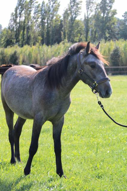 Poulain connemara 2 ans en 2026