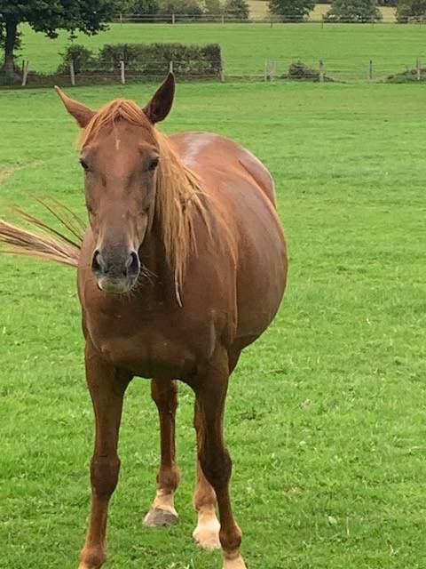 Poulinière de réforme