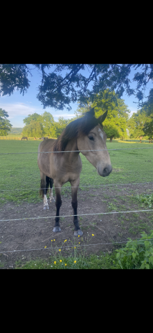 Magic poney de 3 ans