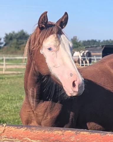 Pouliche paint horse