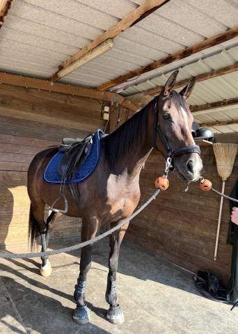 Jolie  jument pur-sang anglais