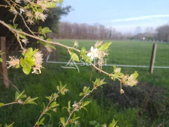 Condeissiat - propriété / 2.7 ha