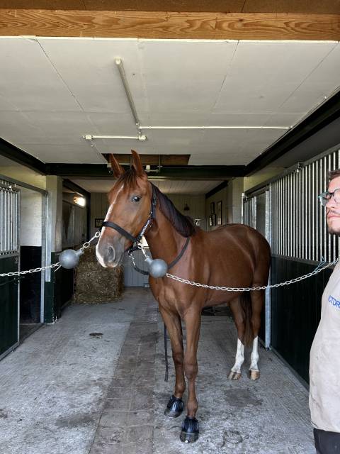 Jeune de bientôt 3 ans idéal sport ou loisir 