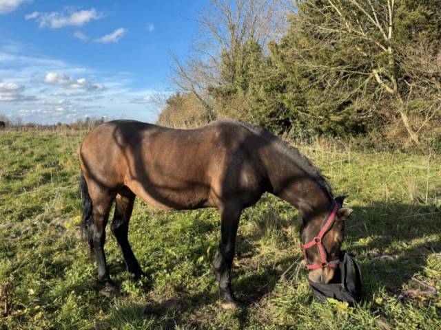 Andalou  jument très gentille de 17 ans