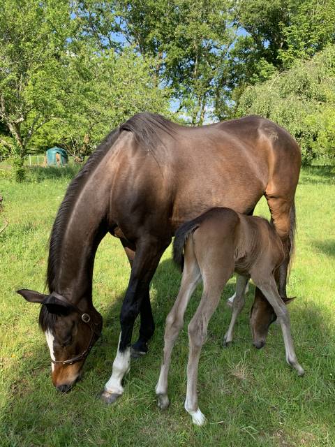 Pouliniere active pur sang anglais