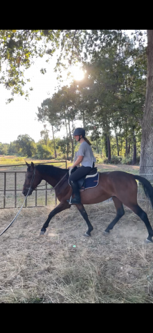 à confier cheval 6ans entier