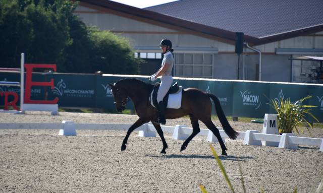 Top poney dressage cheval