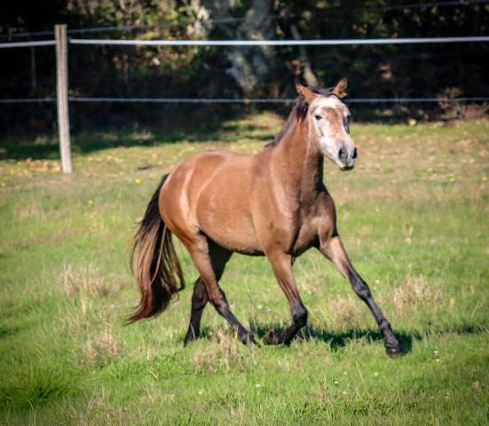 Pouliche origines lusitanienne oc