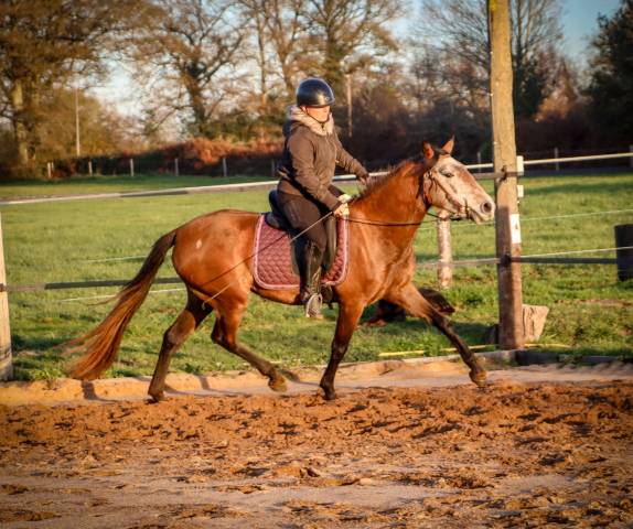 Jument origines lusitanienne oc