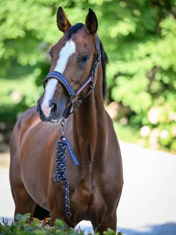 Set licol et longe Rope Yale - Tommy Hilfiger