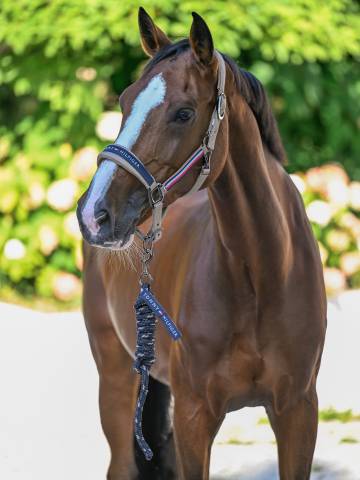 Set licol et longe Rope Yale - Tommy Hilfiger