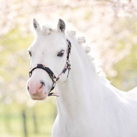 Licol Rebel Flower - Imperial Riding - Polyester satiné