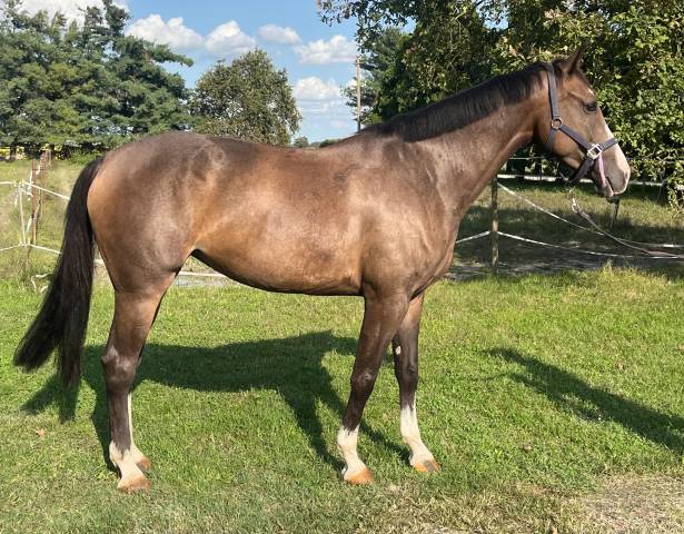 Jument cheval de selle italien a vendre 2018 bai par ustionov