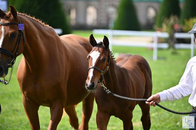 Foal selle français