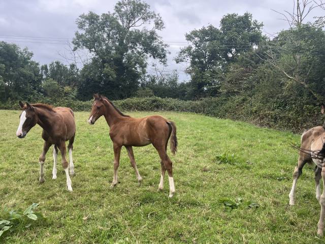 Foal  jocker d’euskady